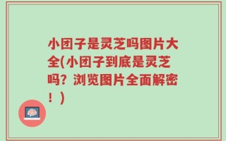 小团子是灵芝吗图片大全(小团子到底是灵芝吗？浏览图片全面解密！)
