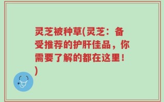 灵芝被种草(灵芝：备受推荐的护肝佳品，你需要了解的都在这里！)