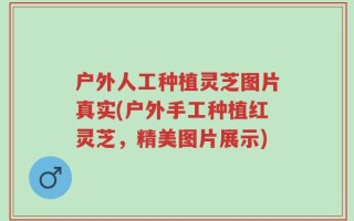 户外人工种植灵芝图片真实(户外手工种植红灵芝，精美图片展示)