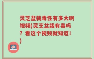 灵芝盆栽毒性有多大啊视频(灵芝盆栽有毒吗？看这个视频就知道！)