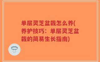 单层灵芝盆栽怎么养(养护技巧：单层灵芝盆栽的简易生长指南)