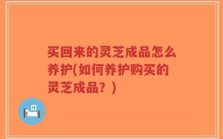 买回来的灵芝成品怎么养护(如何养护购买的灵芝成品？)