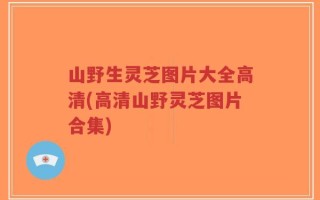 山野生灵芝图片大全高清(高清山野灵芝图片合集)