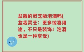 盆栽的灵芝能泡酒吗(盆栽灵芝：更多惊喜用途，不只是装饰！泡酒也是一种享受)