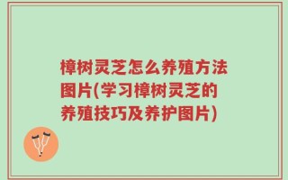 樟树灵芝怎么养殖方法图片(学习樟树灵芝的养殖技巧及养护图片)
