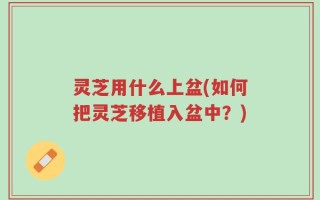灵芝用什么上盆(如何把灵芝移植入盆中？)
