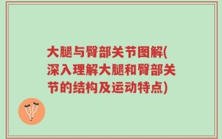 大腿与臀部关节图解(深入理解大腿和臀部关节的结构及运动特点)