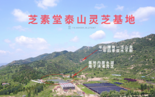 安徽大别山灵芝孢子粉和泰山灵芝孢子粉哪里的好？