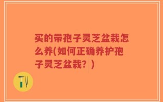 买的带孢子灵芝盆栽怎么养(如何正确养护孢子灵芝盆栽？)