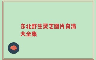 东北野生灵芝图片高清大全集