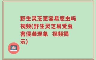 野生灵芝更容易惹虫吗视频(野生灵芝易受虫害侵袭现象  视频揭示)