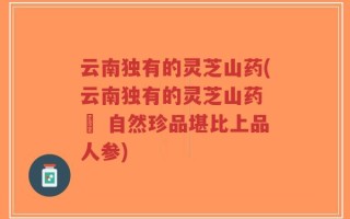 云南独有的灵芝山药(云南独有的灵芝山药 – 自然珍品堪比上品人参)