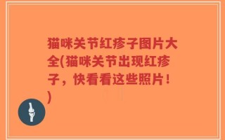 猫咪关节红疹子图片大全(猫咪关节出现红疹子，快看看这些照片！)