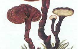 灵芝孢子粉哪个牌子好？野生灵芝就一定好么？