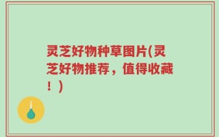 灵芝好物种草图片(灵芝好物推荐，值得收藏！)
