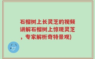 石榴树上长灵芝的视频讲解石榴树上惊现灵芝，专家解析奇特景观)