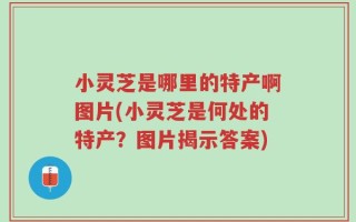 小灵芝是哪里的特产啊图片(小灵芝是何处的特产？图片揭示答案)