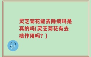 灵芝菊花能去除痰吗是真的吗(灵芝菊花有去痰作用吗？)