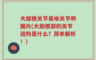 大腿根关节是啥关节啊图片(大腿根部的关节结构是什么？简单解析！)