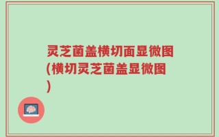 灵芝菌盖横切面显微图(横切灵芝菌盖显微图)