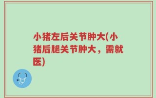 小猪左后关节肿大(小猪后腿关节肿大，需就医)