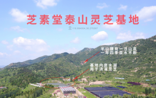 灵芝孢子粉油有用吗？和灵芝孢子粉有什么区别？