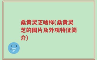 桑黄灵芝啥样(桑黄灵芝的图片及外观特征简介)