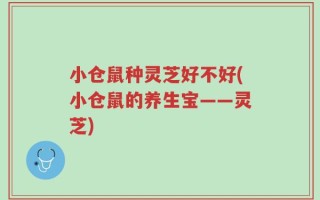 小仓鼠种灵芝好不好(小仓鼠的养生宝——灵芝)