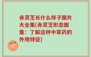 赤灵芝长什么样子图片大全集(赤灵芝形态图集：了解这种中草药的外观特征)
