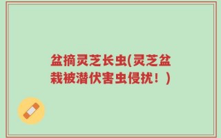 盆摘灵芝长虫(灵芝盆栽被潜伏害虫侵扰！)