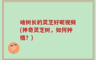 啥树长的灵芝好呢视频(神奇灵芝树，如何种植？)