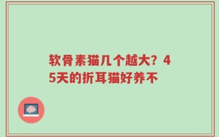 软骨素猫几个越大？45天的折耳猫好养不