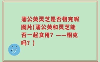 蒲公英灵芝是否相克呢图片(蒲公英和灵芝能否一起食用？——相克吗？)