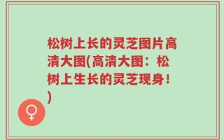 松树上长的灵芝图片高清大图(高清大图：松树上生长的灵芝现身！)