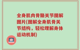 全身肌肉骨骼关节图解图片(图解全身肌骨关节结构，轻松理解身体运动机制)