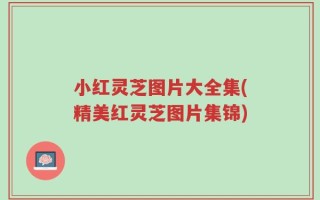 小红灵芝图片大全集(精美红灵芝图片集锦)