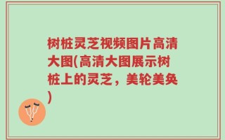 树桩灵芝视频图片高清大图(高清大图展示树桩上的灵芝，美轮美奂)
