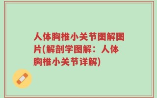 人体胸椎小关节图解图片(解剖学图解：人体胸椎小关节详解)