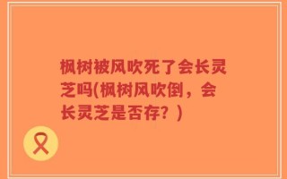 枫树被风吹死了会长灵芝吗(枫树风吹倒，会长灵芝是否存？)
