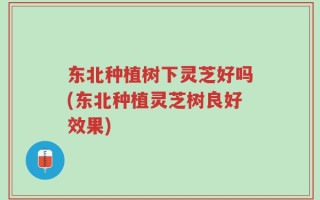 东北种植树下灵芝好吗(东北种植灵芝树良好效果)