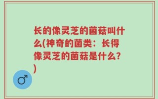 长的像灵芝的菌菇叫什么(神奇的菌类：长得像灵芝的菌菇是什么？)