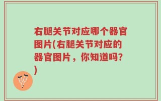 右腿关节对应哪个器官图片(右腿关节对应的器官图片，你知道吗？)