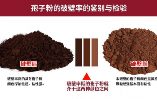 吃灵芝孢子粉要注意什么？怎么吃灵芝孢子粉才有用