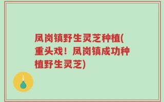 凤岗镇野生灵芝种植(重头戏！凤岗镇成功种植野生灵芝)