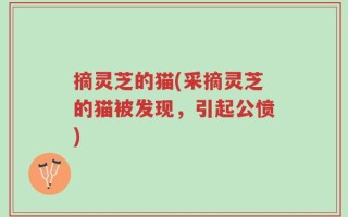 摘灵芝的猫(采摘灵芝的猫被发现，引起公愤)