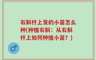 石斛杆上发的小苗怎么种(种植石斛：从石斛杆上如何种植小苗？)
