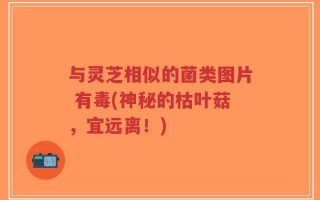 与灵芝相似的菌类图片 有毒(神秘的枯叶菇，宜远离！)