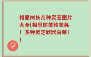 相思树长几种灵芝图片大全(相思树美轮美奂！多种灵芝欣欣向荣！)