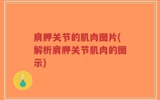 肩胛关节的肌肉图片(解析肩胛关节肌肉的图示)