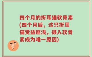 四个月的折耳猫软骨素(四个月后，这只折耳猫受益匪浅，摄入软骨素成为唯一原因)